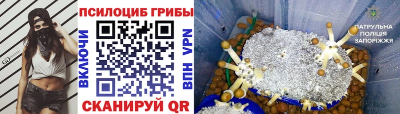 Галлюциногенные грибы Psilocybe  mega как войти  Алапаевск  закладка 